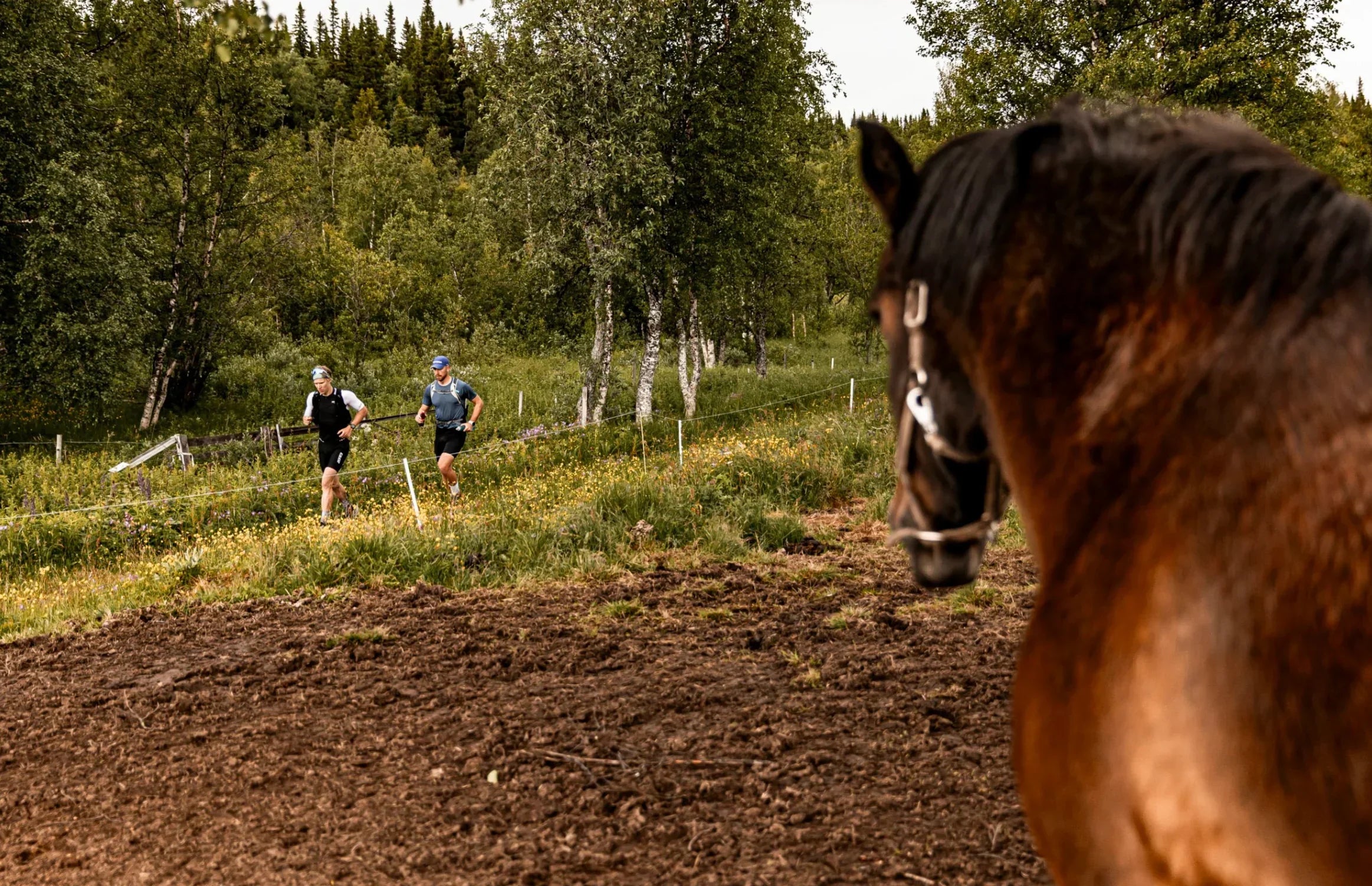 Horse looking over a dirt path with two people running in the background