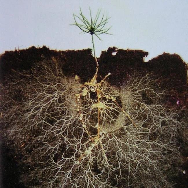 support_heart_gut_health_is_anti-inflammatory - Stamox.com