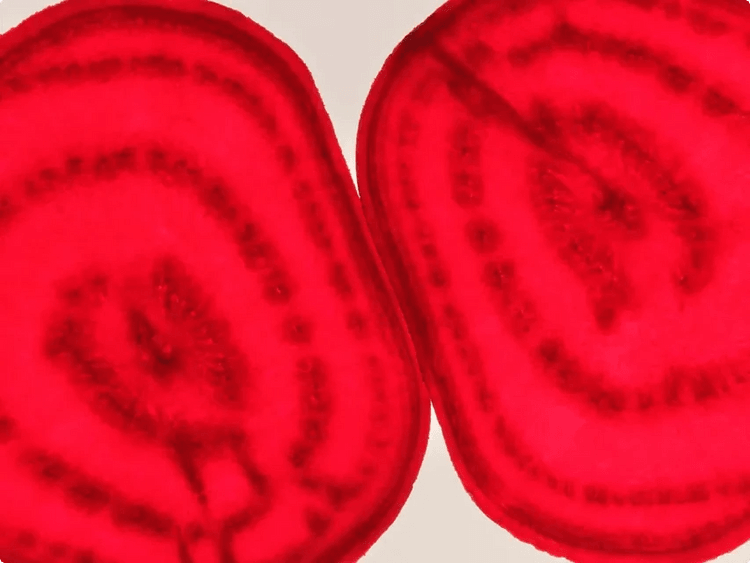 Red Beet Extract and the effects of the human body