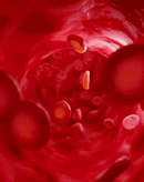 Close-up of red blood cells flowing, highlighting stamox beetroot powder blood flow benefits.