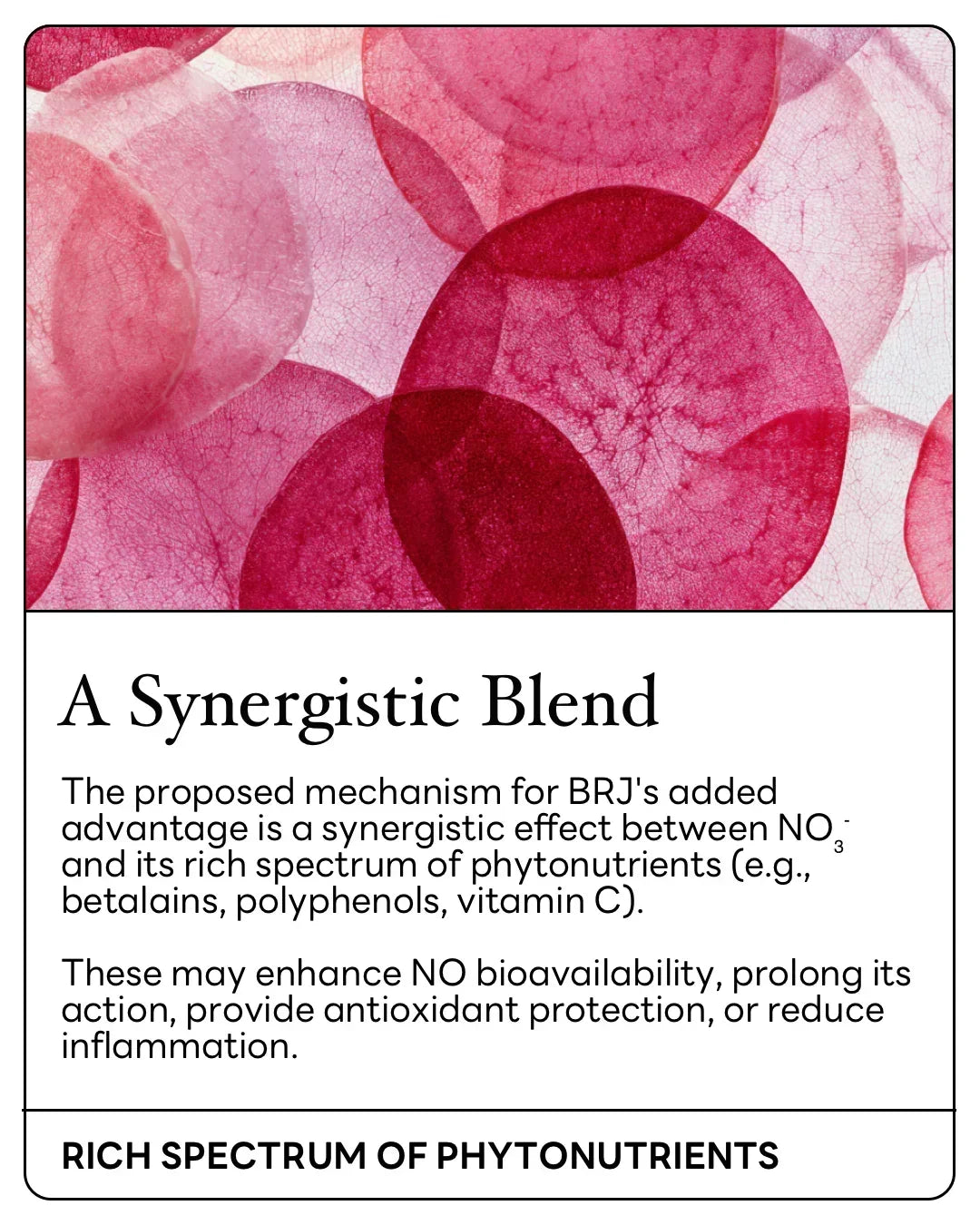 Close-up of translucent red beet slices with text highlighting stamox beetroot powder's rich phytonutrients and synergistic blend benefits.