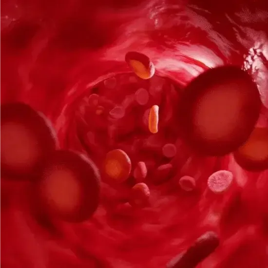 Red blood cells flowing through a vessel, symbolizing improved circulation and oxygen delivery for endurance and recovery.