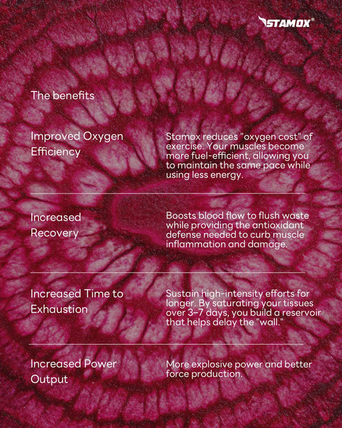 Stamox beetroot powder benefits infographic on beet slice, showing oxygen efficiency, recovery, endurance, and power output.